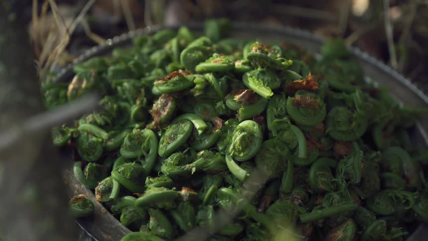 Closeup of freshly foraged fiddlehead ferns in a metal bowl set in an outdoor natural setting