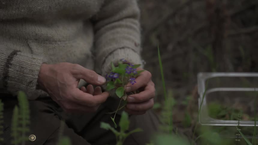 Hands wearing a wool sweater carefully examine a small bunch of purple wildflowers