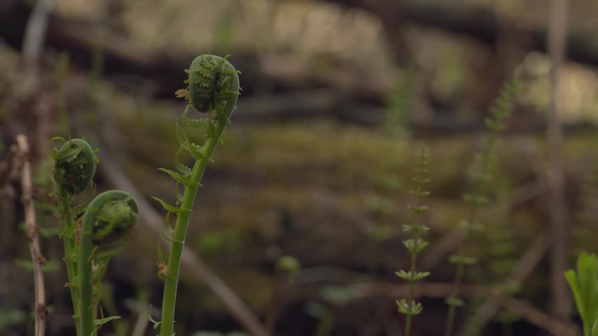A closeup shot of young fern fronds slowly unfurling in a forest setting during early spring