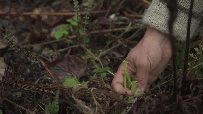 The gardener picks herbs in the dirt
