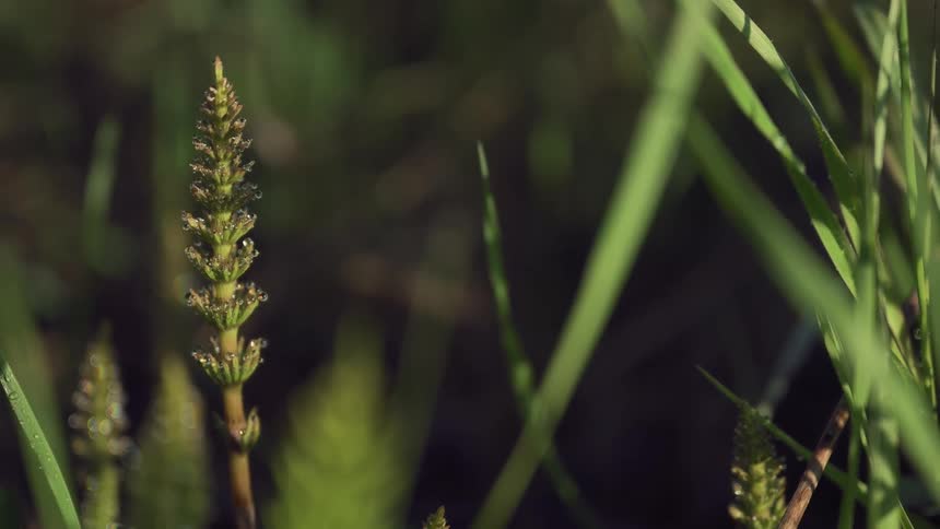 Grass has grown tall and gone to seed