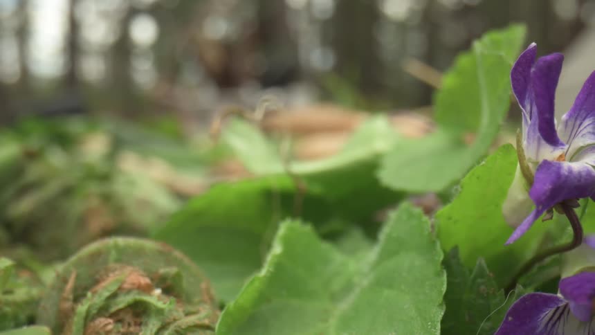 A close up of some greenery and a purple flower