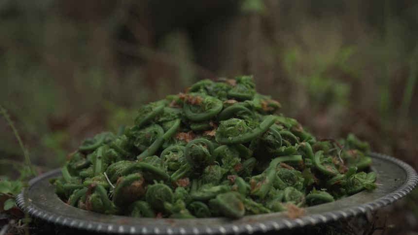A pile of tightly coiled light green fiddleheads sits on a silver plate against a blurred forest background
