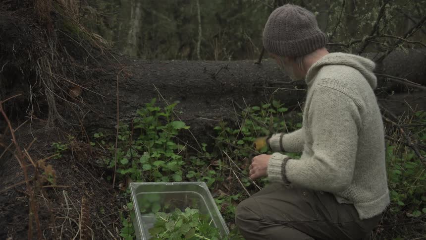 A man is picking herbs in the forest