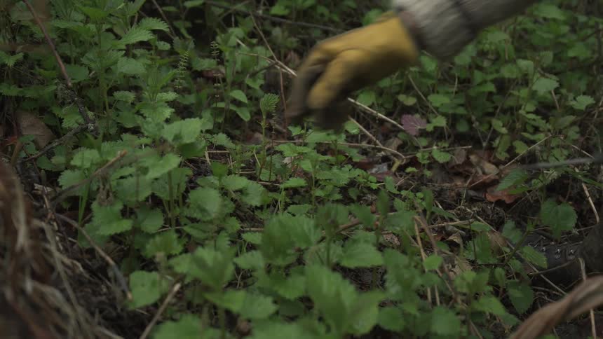 A person picking herbs