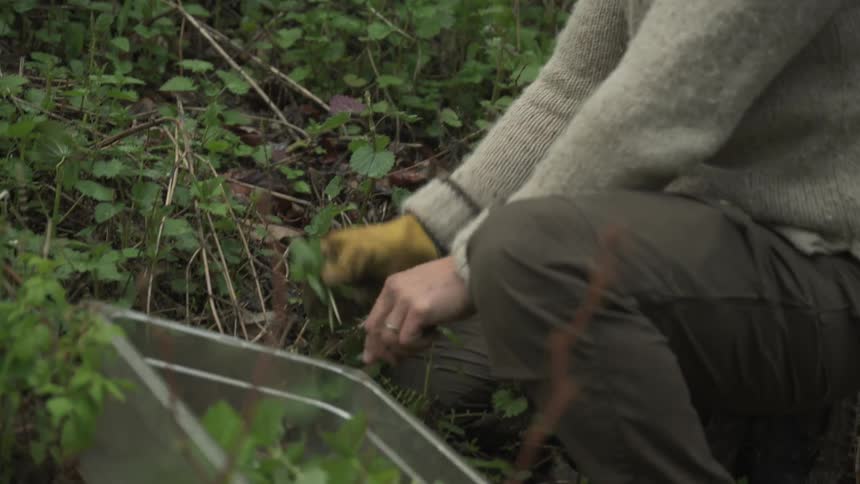 A man harvests some herbs