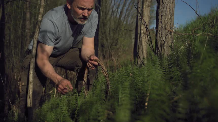A man forages in a sunlit forest placing a freshly picked mushroom into his basket