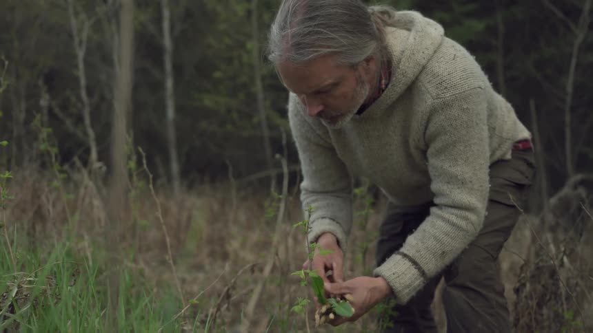 Man with gray hair collects wild plants in a forest clearing