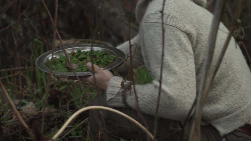 A person in a gray sweater forages in the forest holding a plate of freshly picked fiddlehead ferns