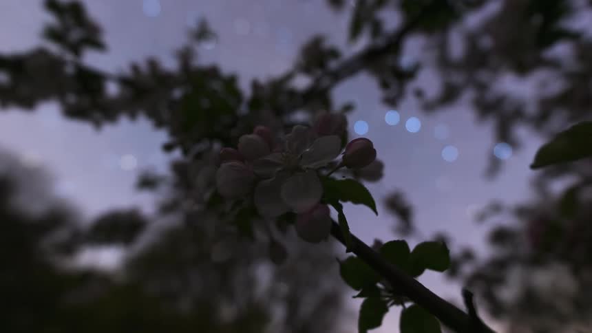 Close up of an apple blossom and the day fading into dusk, stars and dawn