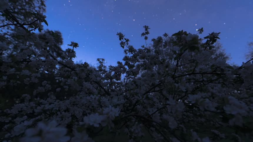 Apple blossom in the foreground and a sky that dusks with stars and dawns