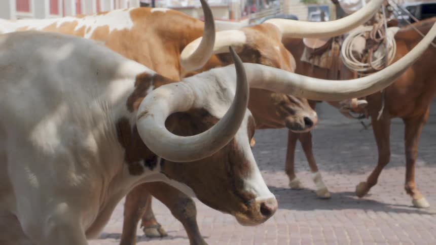 Cattle walking down a road