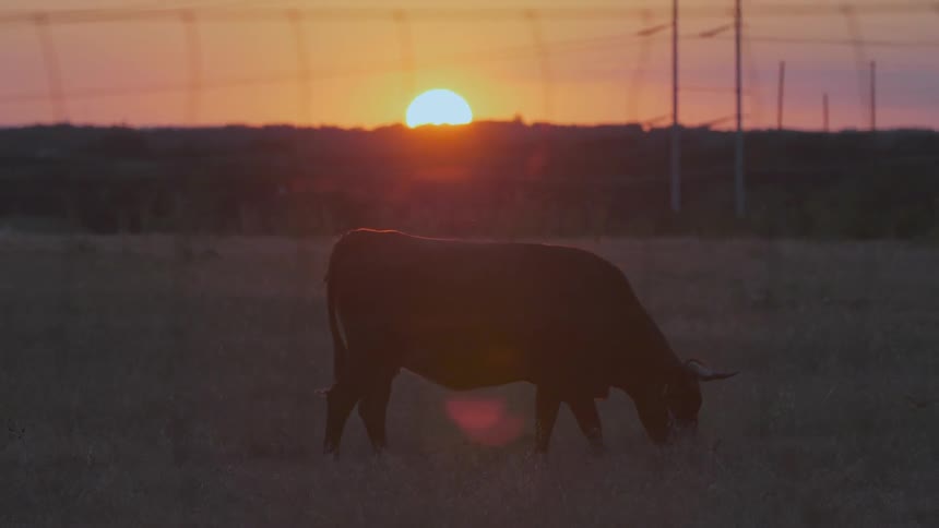 Bull grazes in fenced field at sunset