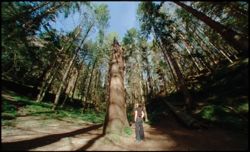 A woman walks through a sunlit forest with tall trees approaches a very large tree trunk and looks up at it