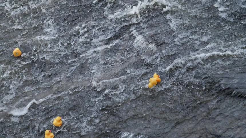 Rubber duckies are tossed about as they flow along with a rushing stream of water