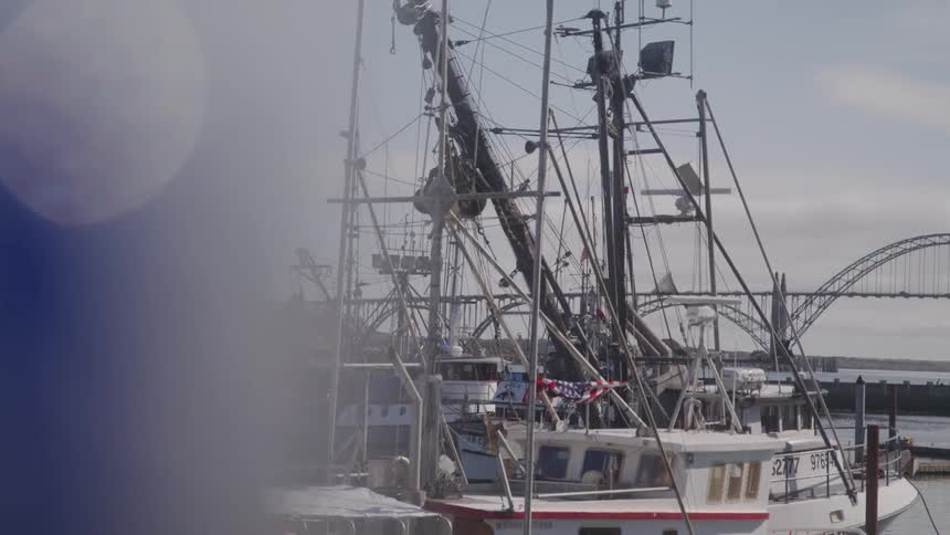 Fishing boats are docked in a harbor with a large bridge visible in the background seen past a slightly obscured foreground