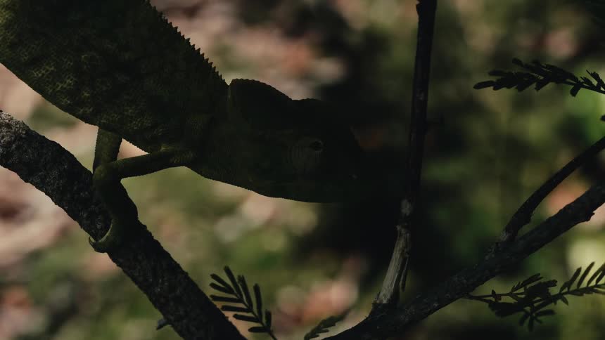 Chameleon looks around while balancing on a branch as shadows flow across the area