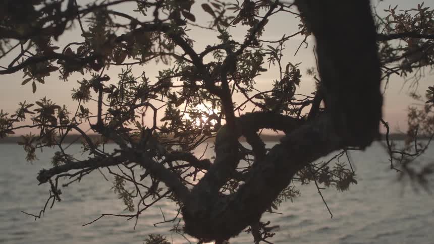A branch hangs over the lake