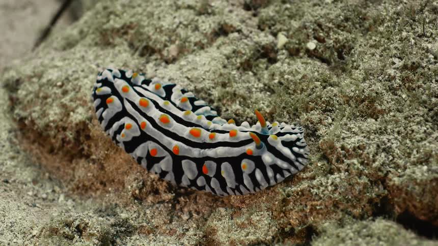 Gray and black sea slug with orange accents moves across the sandy seafloor