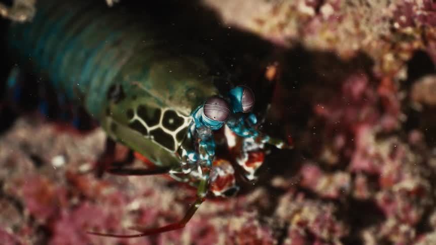 A mantis shrimp is standing on the rocks underwater