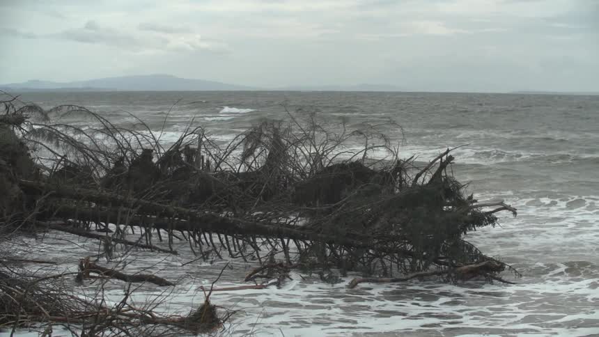 Driftwood on a beach