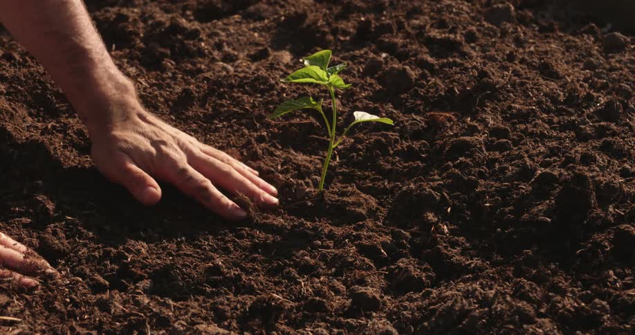 A man is planting a sprout in the brown soil