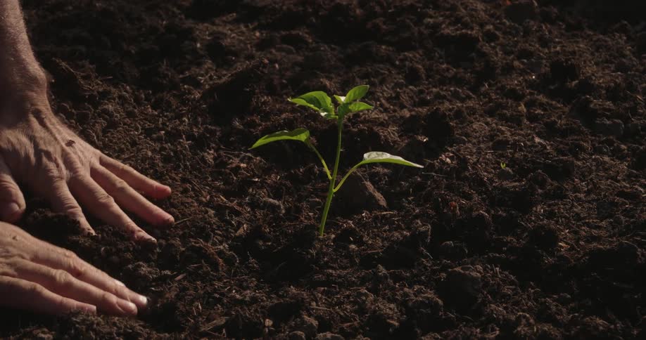 A gardener pats the soil around a new plant