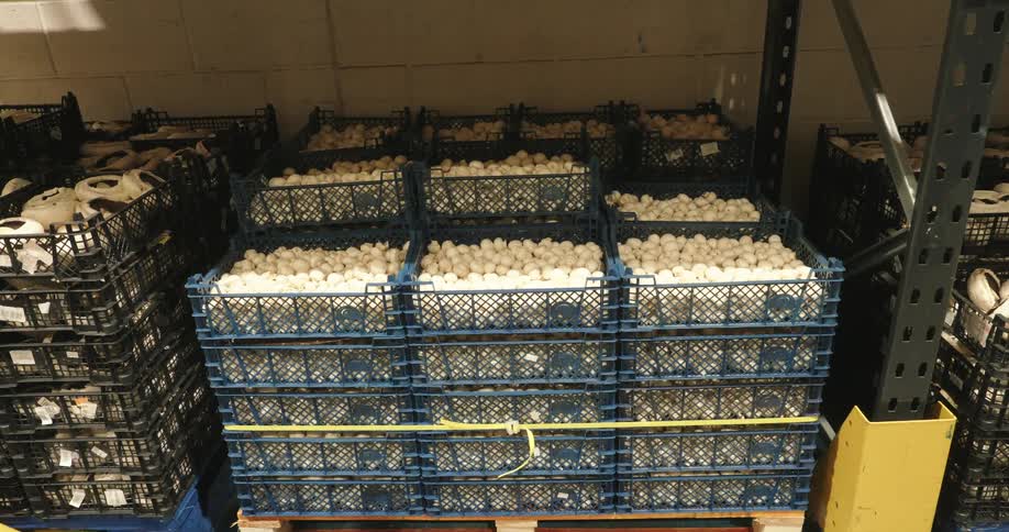 Numerous blue plastic crates filled with white mushrooms are stacked high on a wooden pallet within a warehouse storage area