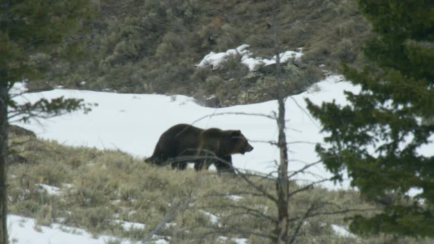 A large brown bear walks across a snowy hillside dotted with sparse trees and dry brush in a wilderness setting