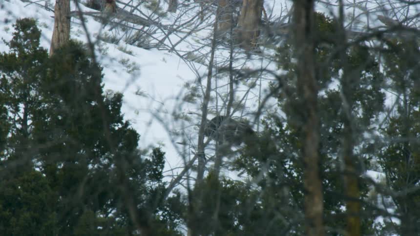 A grizzly bear is tracked walking along a snowy hillside its movement partially obscured by foreground trees and branches