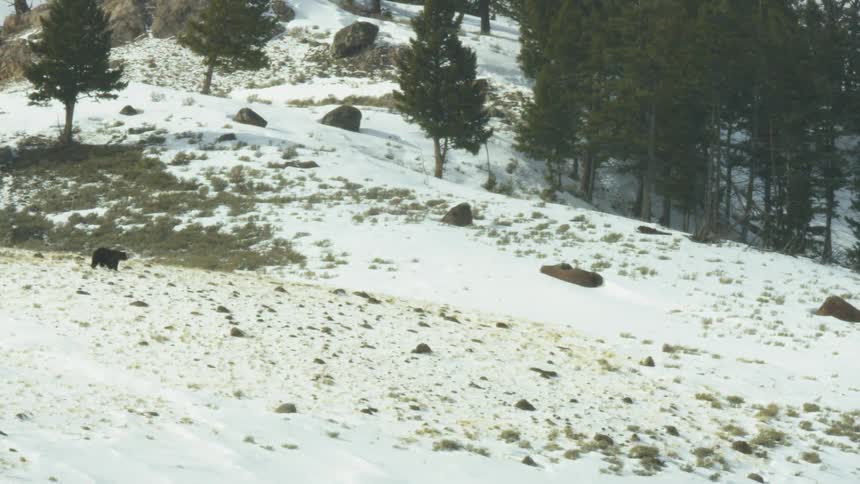 A bear walks down the snow covered hill