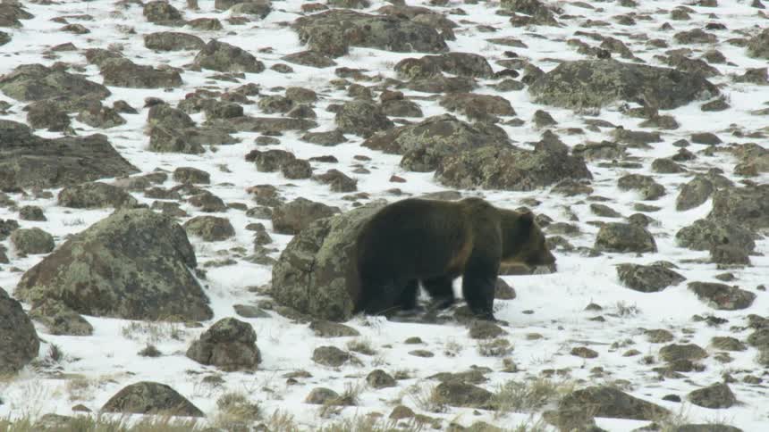 A grizzly bear walks from left to right across a snowy landscape scattered with numerous large and small rocks