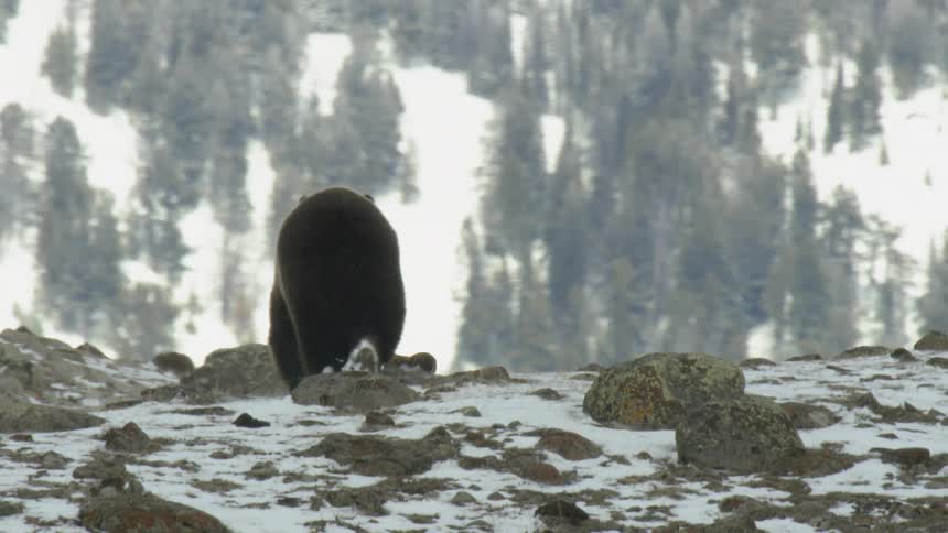 A brown bear walking on a ground with some rocks and a lot of snow