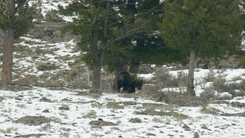 A large bear walks into the forest