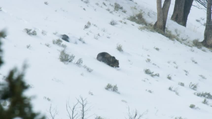 A bear crawls through deep snow on a forested mountainside during winter