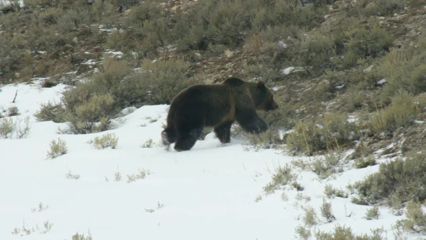 A grizzly bear climbs a snowy shrubcovered mountain slope