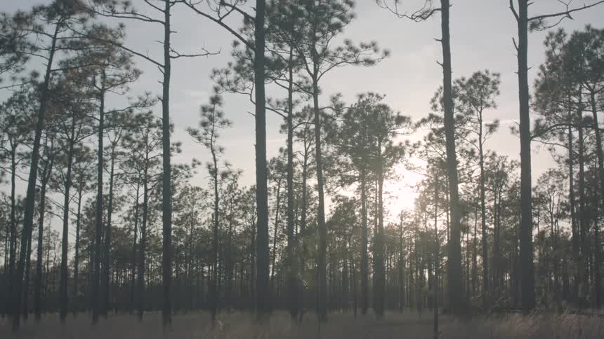 Sunlight filtering through the trees in the forest at sunrise