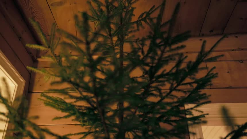 Greenish conifer inside a living room of a house
