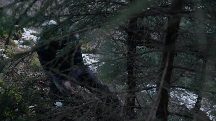 Man with an axe cutting down a pine tree in the forest