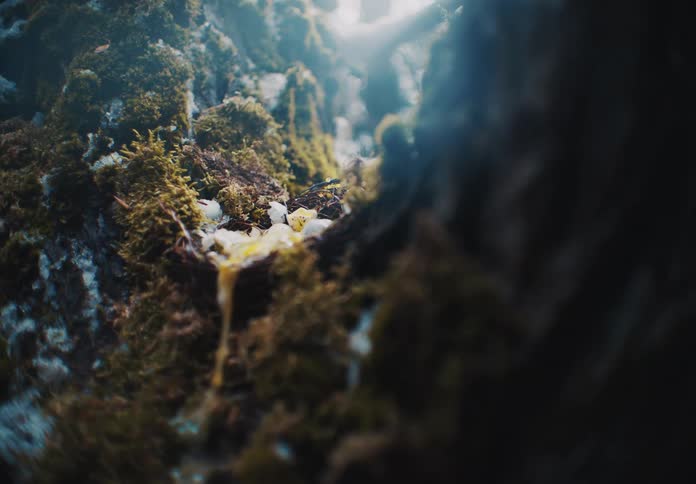 Golden fluid dripping down an icy tree