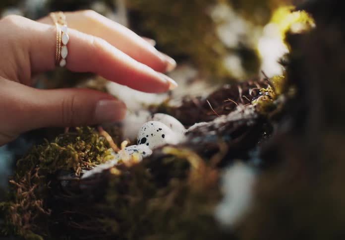 Hand picking up a small egg in a nest