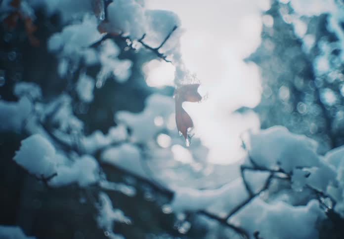 Ice crusts branches of trees in the woods on a winter day