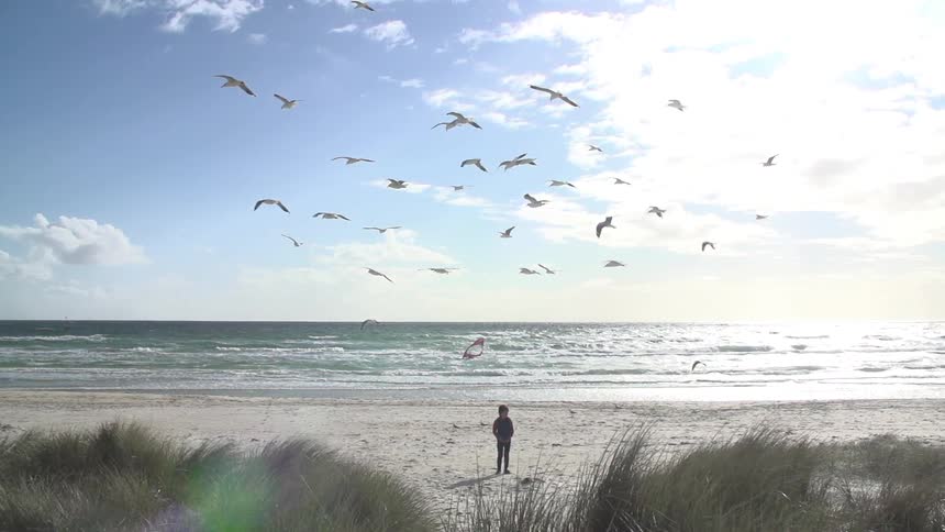 Person standing on a beach with birds soaring overhead