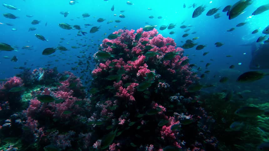 A scuba diver swims past a school of fish