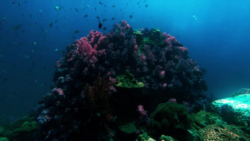 Fish swim around a reef lit by sunlight shining from above