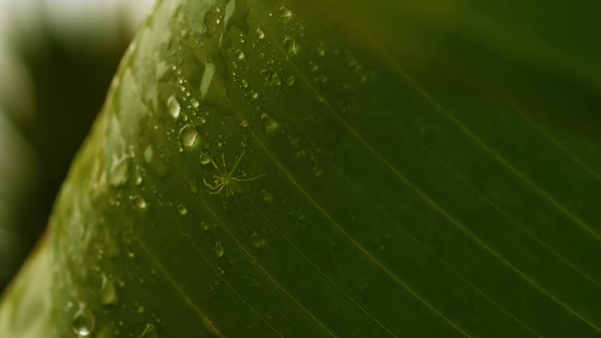 A small spider is on the wet leaf