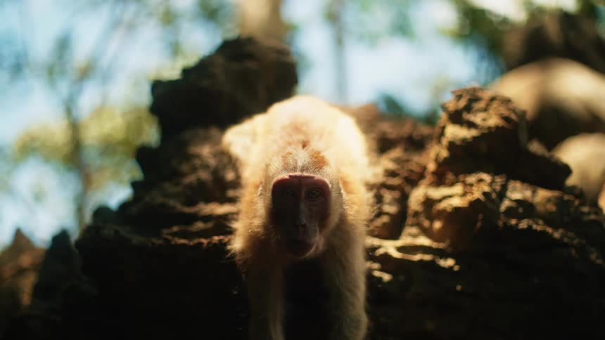 Monkey on a log outdoors