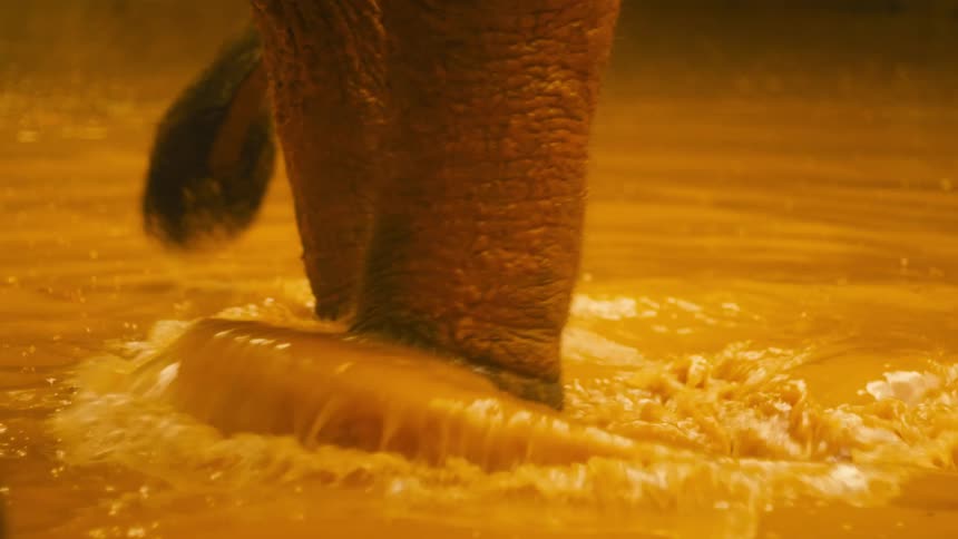 An elephant is walking through muddy water