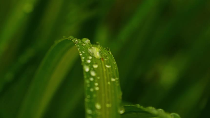 Close up of green leaf of a plant with water droplets