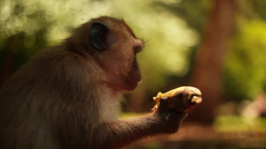 Baboon eating banana with peel